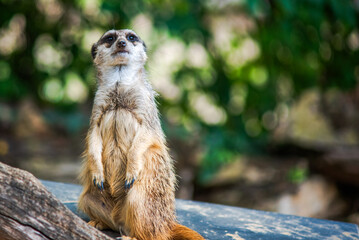 Meerkat standing upright on rock in wildlife park, alert animal in natural habitat with green background
