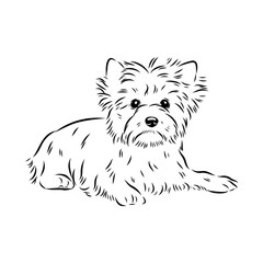 Beaver Yorkshire terrier, vector sketch