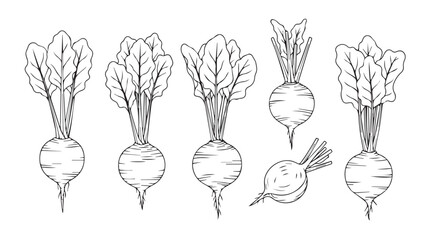 Set of hand drawn beet roots with leaves fresh organic root vegetables isolated line art style silhouette