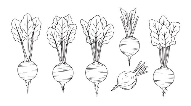 Naklejki Set of hand drawn beet roots with leaves fresh organic root vegetables isolated line art style silhouette