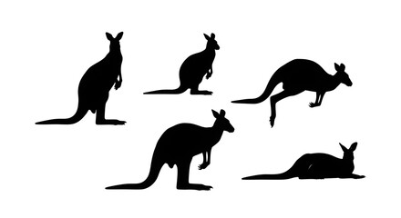 Silhouette of kangaroos isolated on white background in different positions
