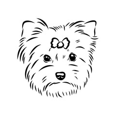 Beaver Yorkshire terrier, vector sketch