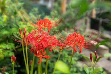 red spider lily flowers in front of green plants 2