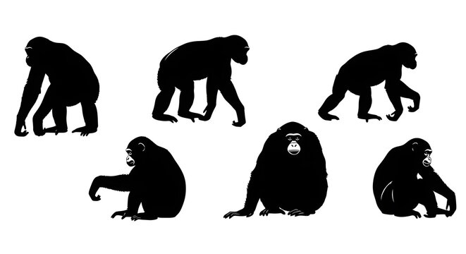 Silhouetted chimpanzees isolated on white background in various positions