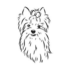 portrait of a dog Biewer Yorkshire Terrier, vector sketch