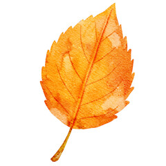 Watercolor Autumn Leaf Illustration. Hand-painted watercolor illustration of a single autumn leaf in warm yellow and orange tones. 