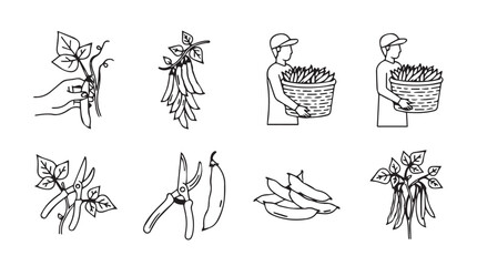Harvesting fresh green beans gardeners collect produce from plants hand drawn style silhouette