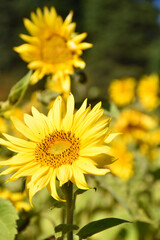 A field of blooming sunflowers, Sainte-Apolline, Québec, Canada