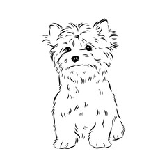 Beaver Yorkshire terrier, vector sketch