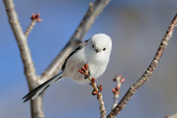 かわいいシマエナガ