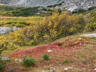 Autumn Alpine Vegetation with Yellow and Red Colors, Pawnee Pass Trail near Lake Isabelle, Indian Peaks Wilderness, Colorado