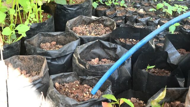A farmer watering soil in polybags to prepare for vegetable planting