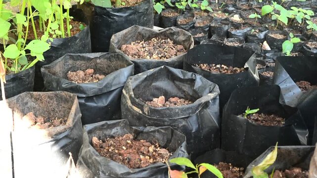 A farmer watering soil in polybags to prepare for vegetable planting