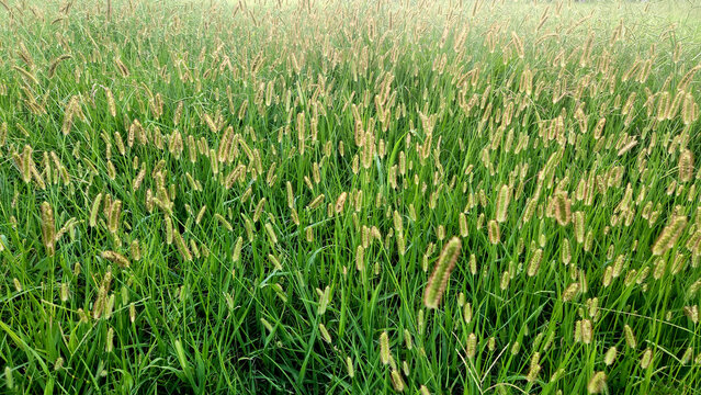 Setaria pumila, commonly known as yellow foxtail, is a summer annual grass weed with bristly seed heads, often found in fields, roadsides, and disturbed soils, competing with crops