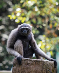 Siamang 
