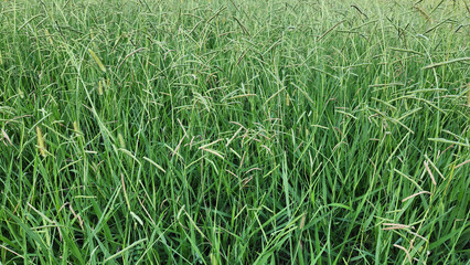 Dallis grass (Paspalum dilatatum) is a robust perennial found in warm climates. It is often considered a forage grass for livestock but can also be a common lawn weed