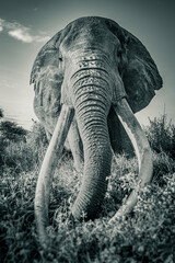 African Elephant with Impressive Tusks – Monochrome Wildlife Portrait