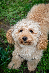 Poodle on the grass. Dog in nature. Dog of the Poodle breed. The puppy lying, smiling and poses for the camera.