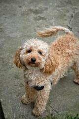 Poodle on the grass. Dog in nature. Dog of the Poodle breed. The puppy lying, smiling and poses for the camera.