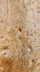 Eucalyptus bark has a smooth, mottled texture with peeling patches and natural scars, creating a unique surface pattern in shades of brown, gray, and cream