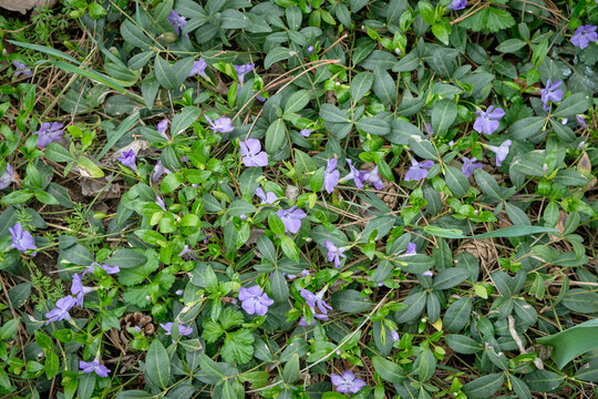 Blue blooms of vinca minor flowers on groundcover vines with fresh green leaves, as a nature background, periwinkle - Powered by Adobe