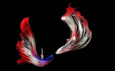 Dynamic Red and White Betta Fish Pair with Flowing Fins