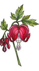 Bleeding heart flower, red and pink petals, green leaves, botanical illustration, isolated on white, elegant and delicate floral art