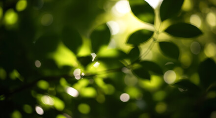 Abstract nature background with blurred green leaves and sunlight bokeh, beautiful summer forest scene for concepts of wellness, peace and ecology
