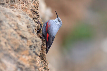 Wallcreeper climbing up the wall