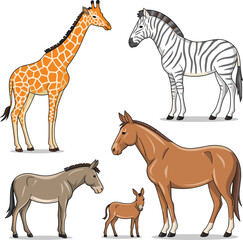 Giraffe,  Zebra, Horse,  Donkey vector on white background
