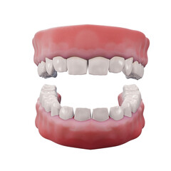 Human Jaw and Teeth Model