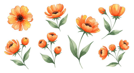 Fototapeta premium A beautiful collection of hand painted orange watercolor flowers and leaves.