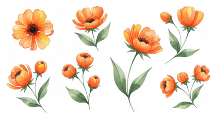 A beautiful collection of hand painted orange watercolor flowers and leaves.