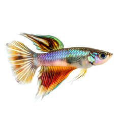 Fototapeta premium Professional Guppy Fish Isolated on White Background for Aquatic Themes