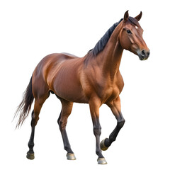 Naklejka premium Majestic Horse Isolated on White Background for Professional Designs