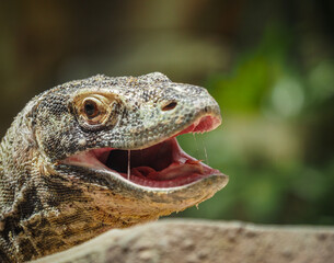 close up of komodo 