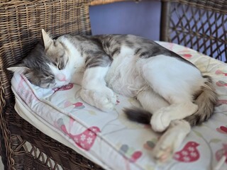 Young black and white cat. Beautiful cat.