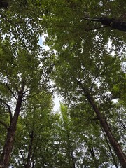 Green forest trees and cloudy sky nature background
