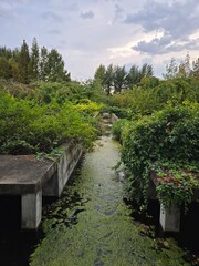 Park walkway with trees and greenery in summer