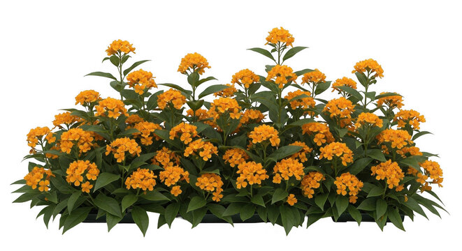 Lantana Plant with Vibrant Orange Flowers and Green Foliage. - Powered by Adobe