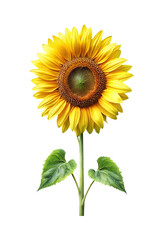 Fototapeta premium Radiant Sunflower Blossom with Lush Green Leaves on a White Backdrop