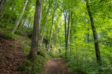 Beautiful green forest Hiking path with Sandstone chalk rock formations in Berdorf Mullerthal Luxembourg