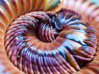 Millipede invertebrates Diplopoda macro Arthropoda , luing, luwing, or keluwing (Trigoniulus...