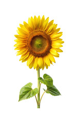 Fototapeta premium Beautiful isolated sunflower with vibrant yellow petals and a green stem