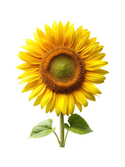Obraz premium Isolated vibrant sunflower head with stem and leaves against white background