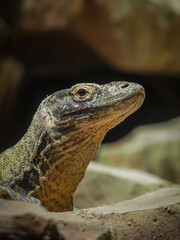 Close up komodo 
