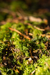 Macro photo of a forest landscape with moss, branches, leaves, and grass