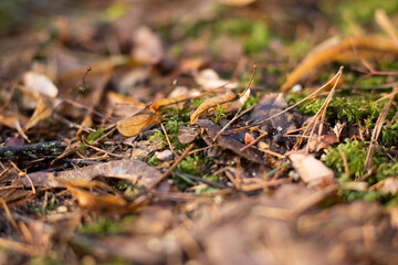 Macro photo of a forest landscape with moss, branches, leaves, and grass