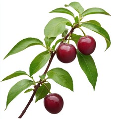 Fresh Red Cherries on Branch with Green Leaves Isolated on White