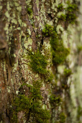 Macro photo of a forest landscape with moss, branches, leaves, and grass